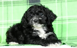 Cockapoo dogs for sale: Vance - Image 5