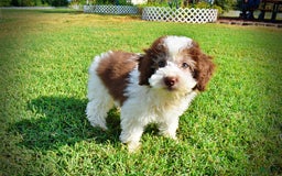 Havapoo dogs for sale: Hope - Image 5