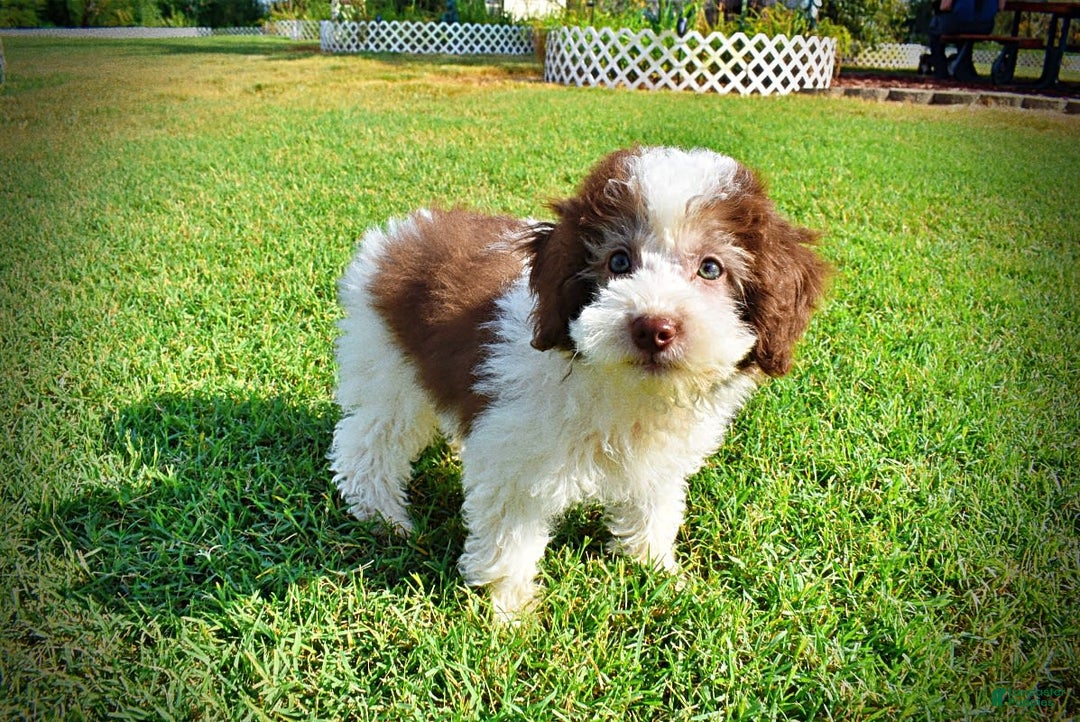 Havapoo dogs for sale: Hope - Image 5