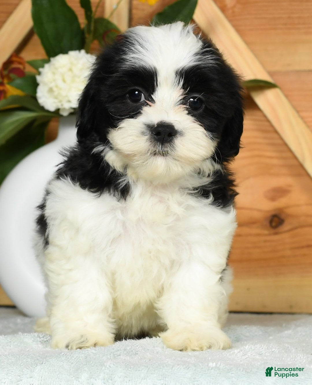 Teddy Bear dogs for sale: Sabrina - Image 2
