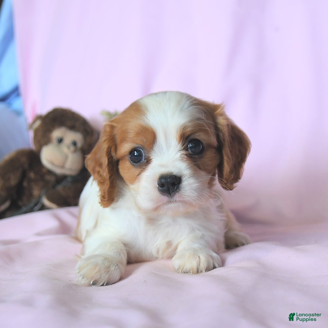 Cavalier King Charles Spaniel dogs for sale: Justin - Image 4