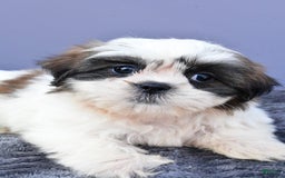 Shih Tzu dogs for sale: Uchenna - Image 4