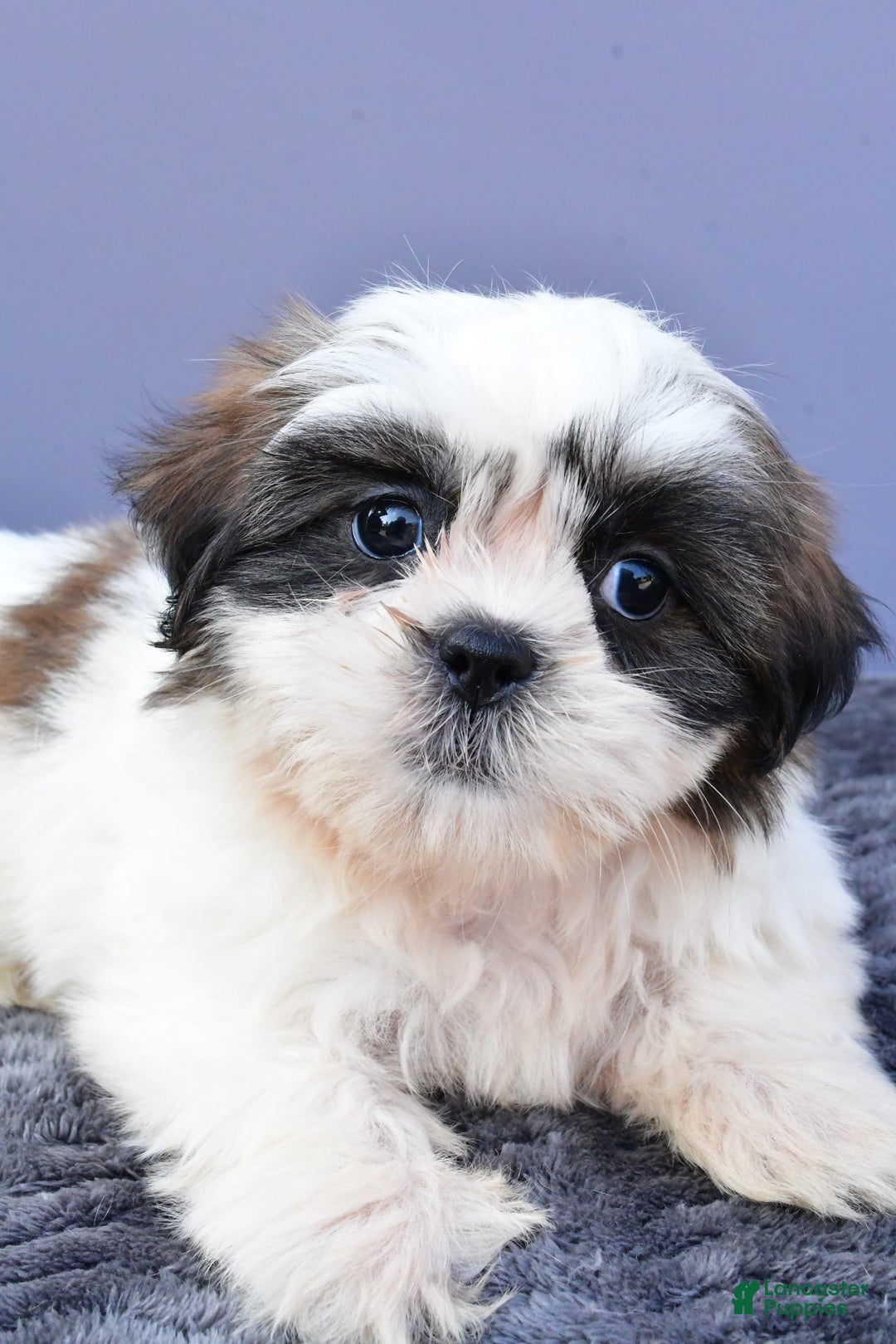 Shih Tzu dogs for sale: Uchenna - Image 4