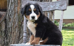Bernese Mountain Dog dogs for sale: Ranger - Image 2