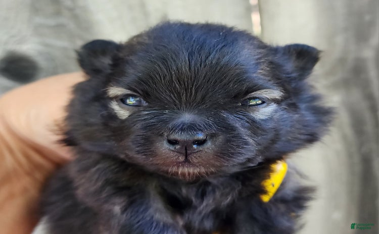Pomeranian dogs for sale - Ad 2
