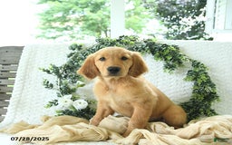 Golden Retriever dogs for sale: Abby - Image 9