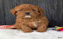Cavapoo dogs for sale: Remi - Image 33