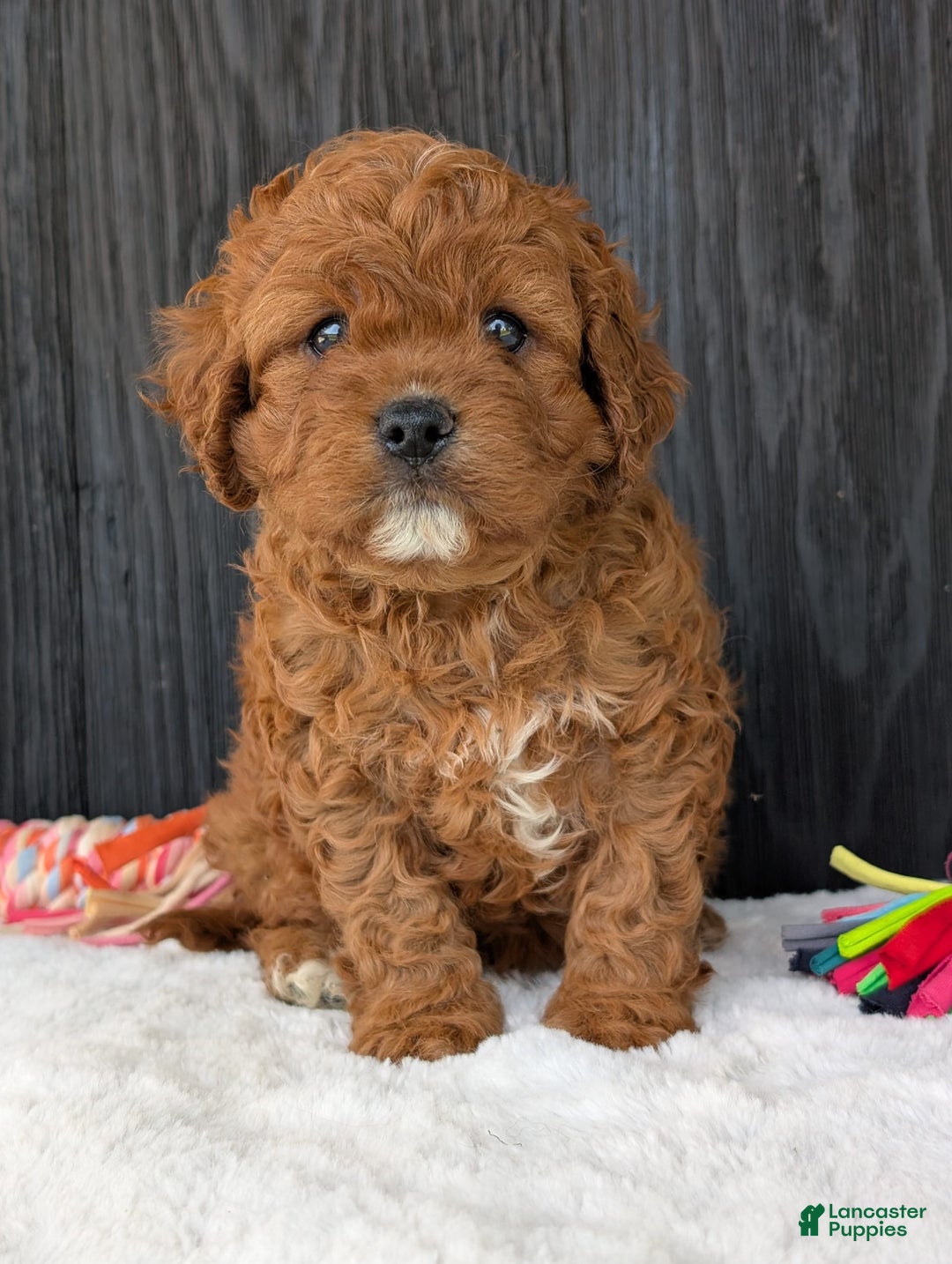 Cavapoo dogs for sale: Remi - Image 33