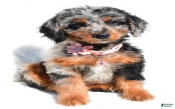 Mini Aussiedoodle dogs for sale: Elaine - Image 2