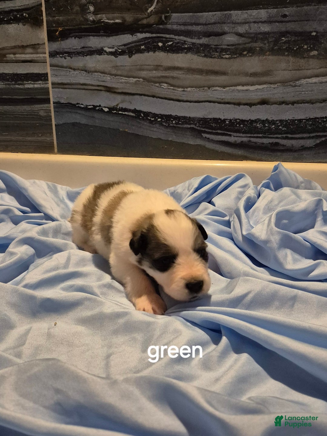Great Pyrenees dogs for sale: Green - Image 2