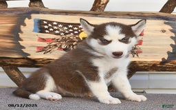 Siberian Husky dogs for sale: Robin - Image 5