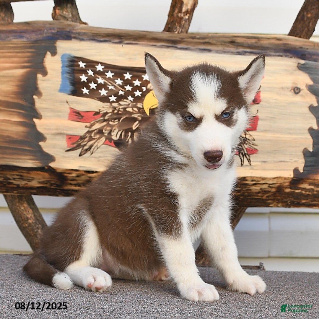 Siberian Husky dogs for sale: Robin - Image 5