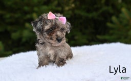 Bichpoo dogs for sale: Lyla - Image 1
