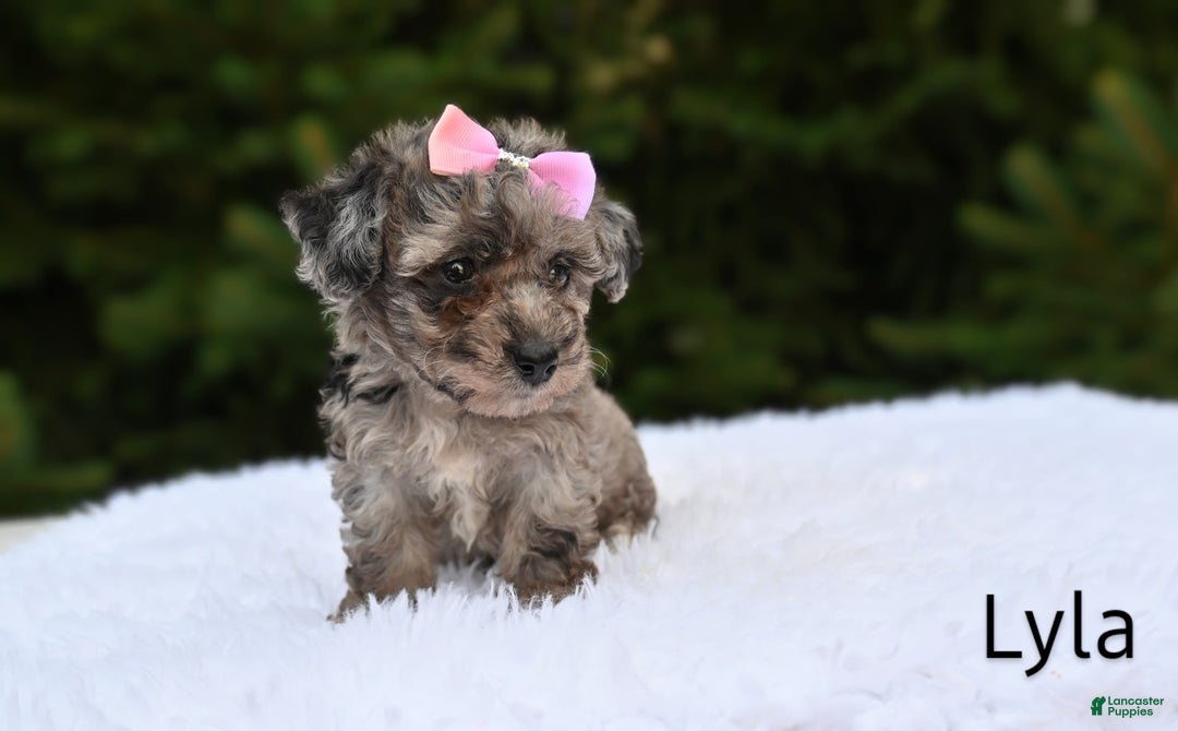 Bichpoo dogs for sale: Lyla - Image 1