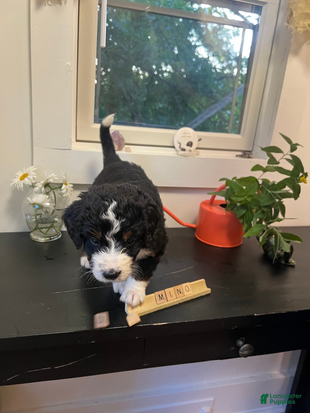 Bernedoodle dogs for sale: Domino - Image 3