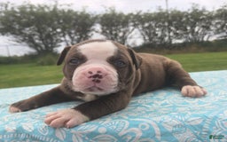 American Bulldog dogs for sale: Harry - Image 3