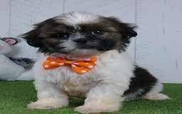 Shih Tzu dogs for sale: Simon - Image 7