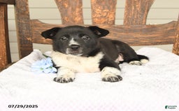Australian Cattle Dog dogs for sale: Mary - Image 4