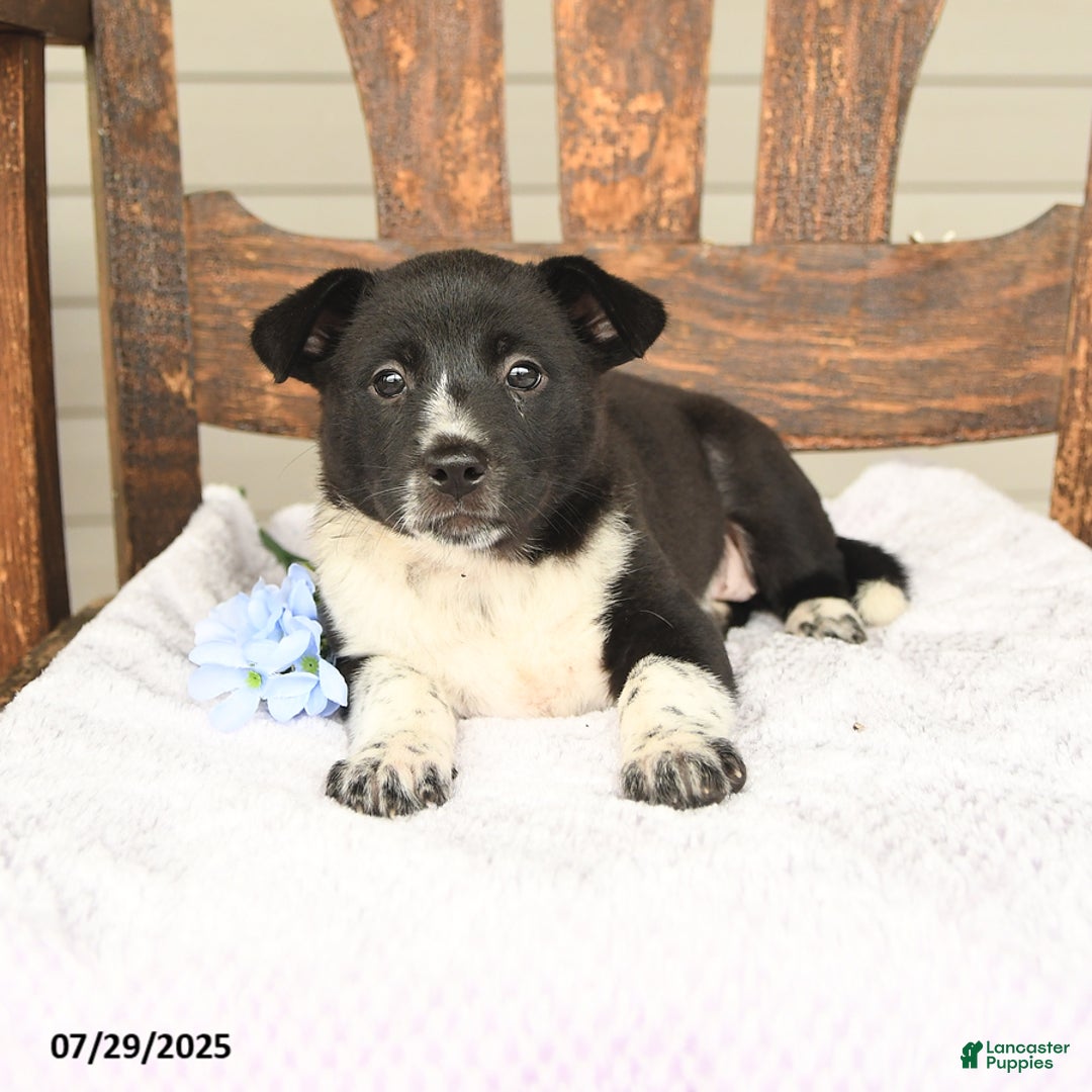 Australian Cattle Dog dogs for sale: Mary - Image 4