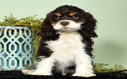 Cocker Spaniel dogs for sale: Gumbo - Image 7