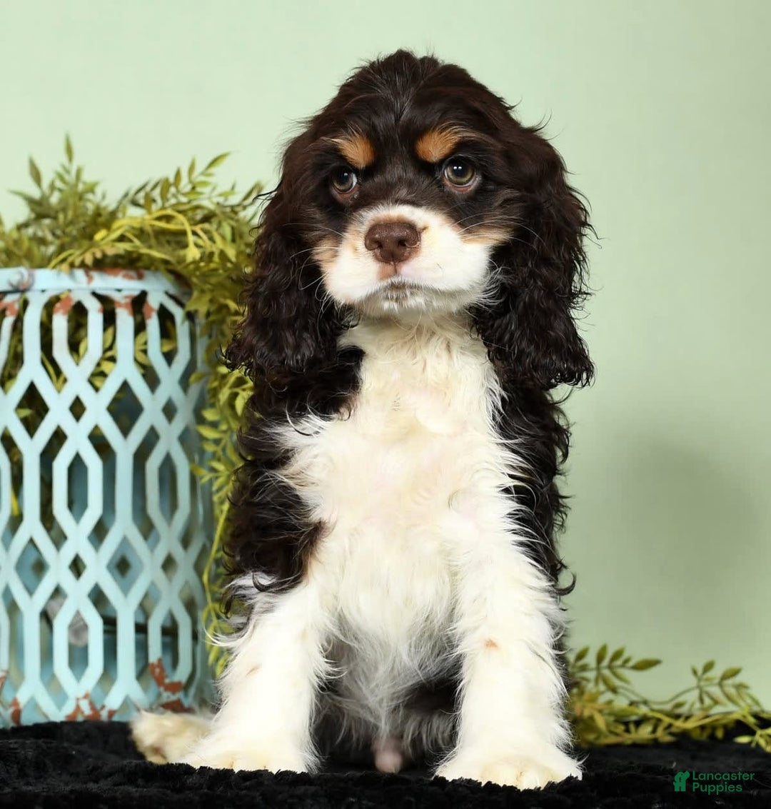 Cocker Spaniel dogs for sale: Gumbo - Image 7