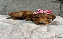 Mini Goldendoodle dogs for sale: Summer - Image 1