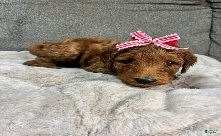 Mini Goldendoodle dogs for sale - Ad 3