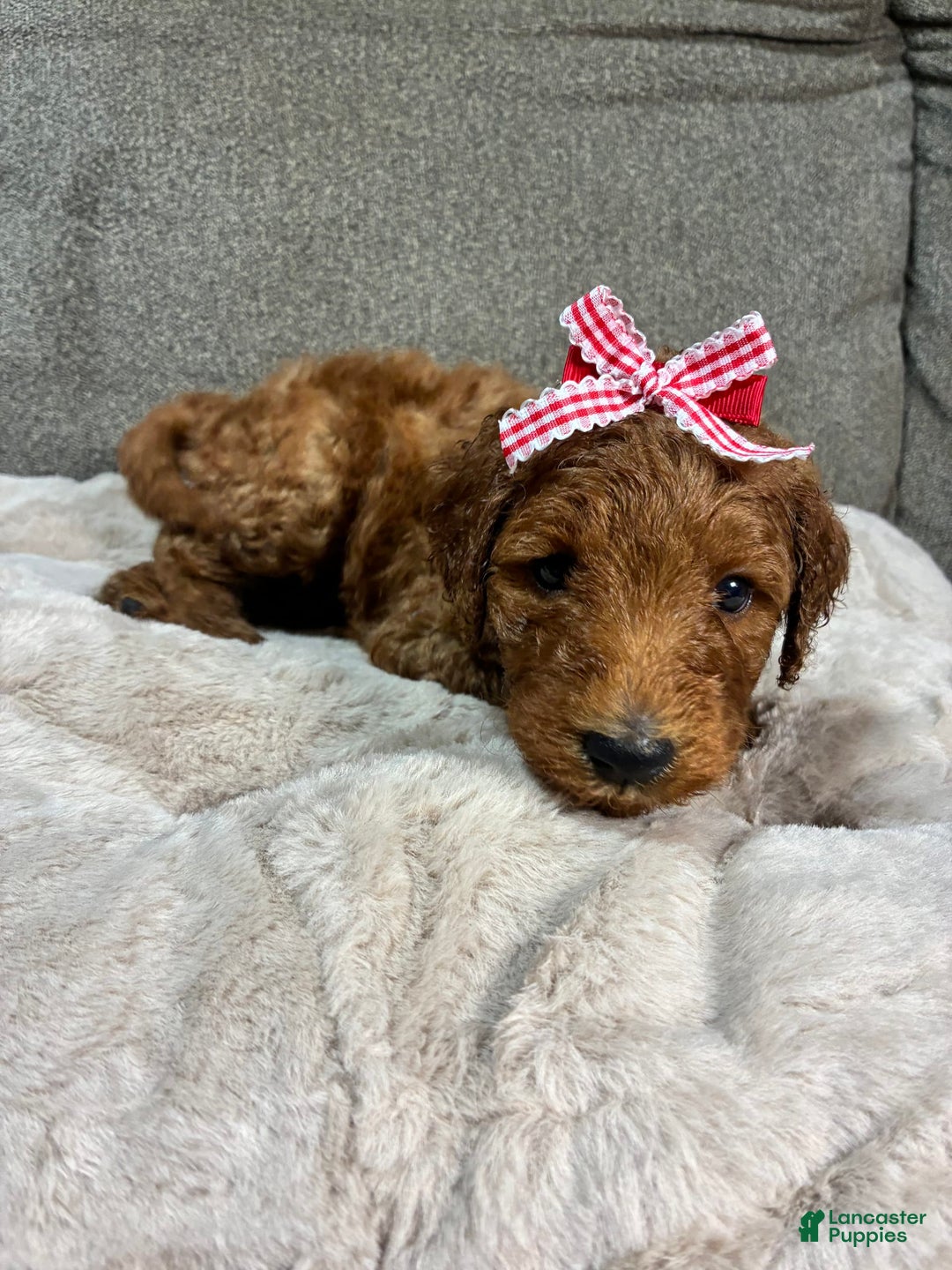 Mini Goldendoodle dogs for sale: Summer - Image 1