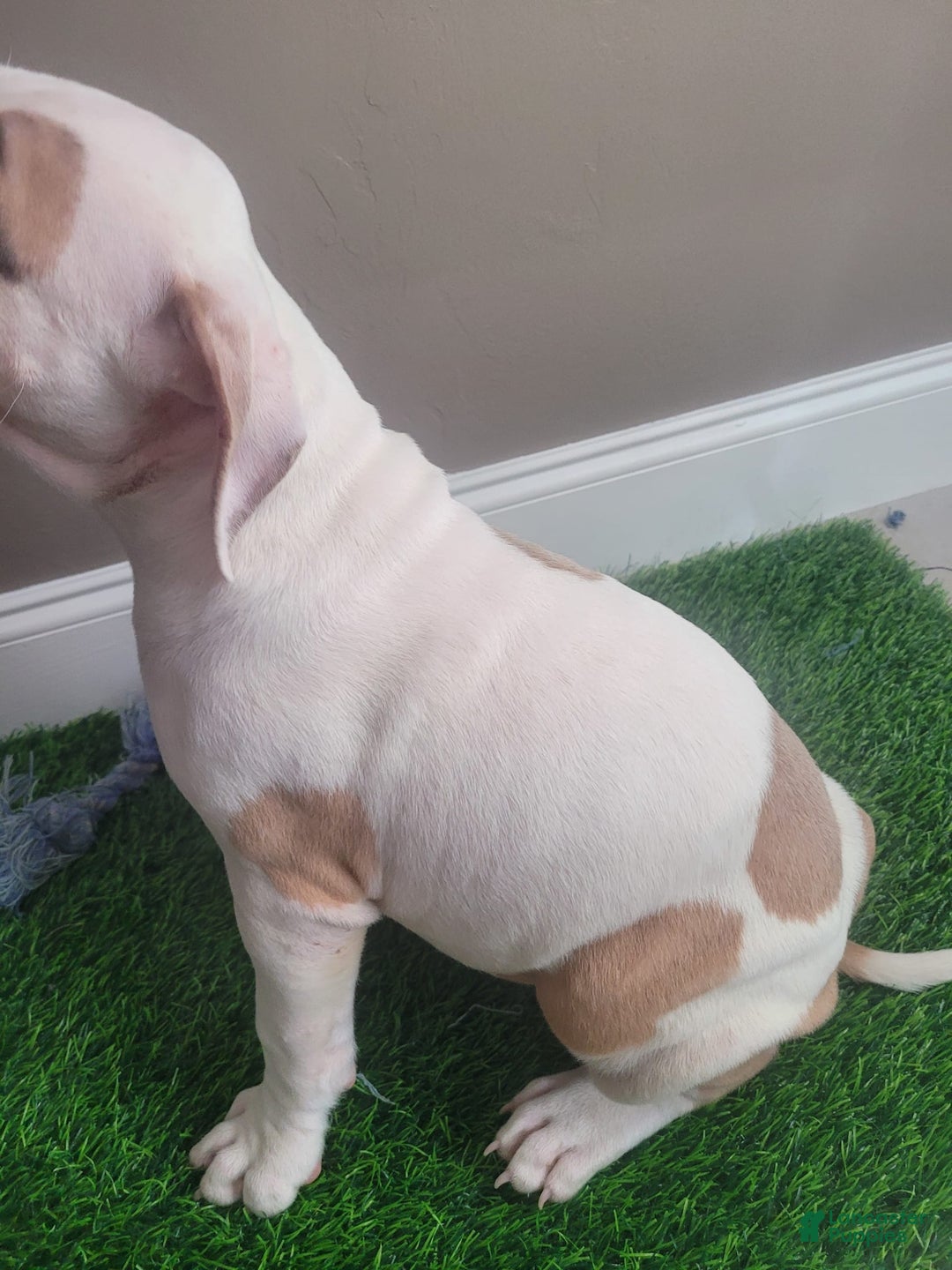 American Bully dogs for sale: Love Patch - Image 6