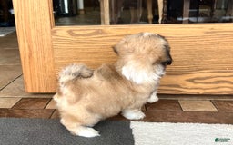Lhasa Apso dogs for sale: Bella - Image 5