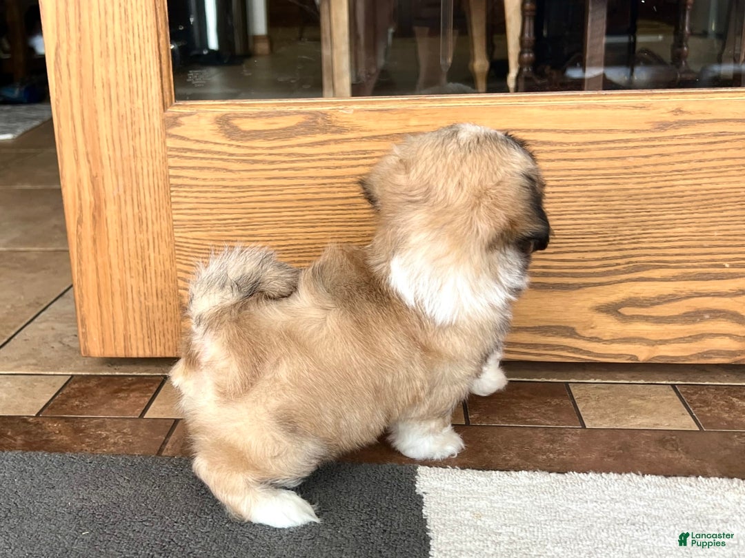 Lhasa Apso dogs for sale: Bella - Image 5