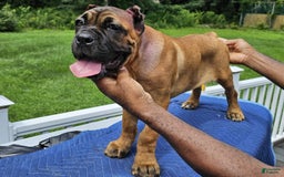 Cane Corso dogs for sale: Coco - Image 5