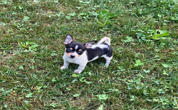 Chihuahua dogs for sale - Ad 4