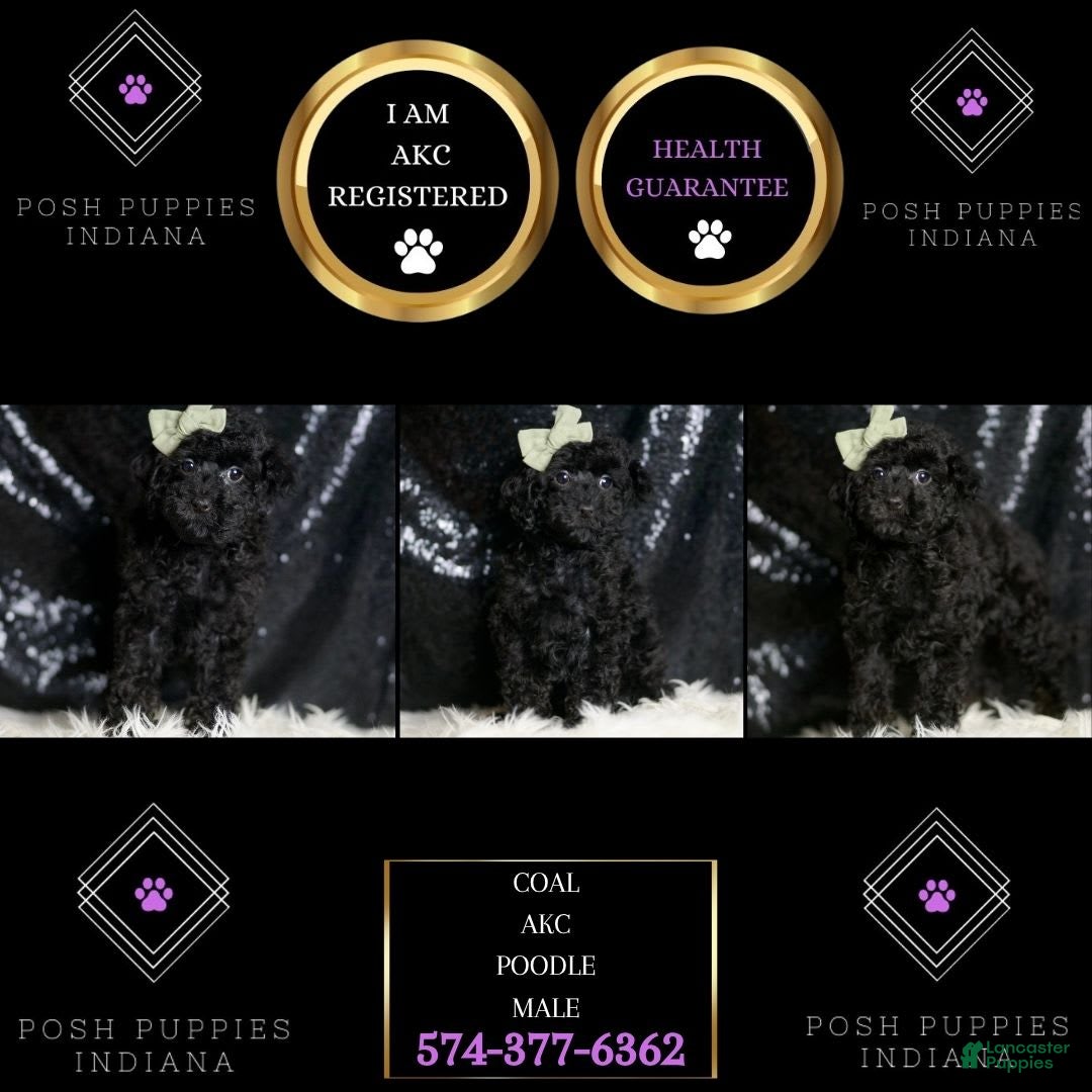 Miniature Poodle dogs for sale: Coal - Image 7