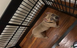 American Bully dogs for sale: Ruby - Image 3