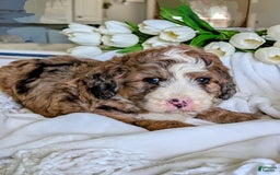 Bernedoodle dogs for sale: Dolly - Image 8