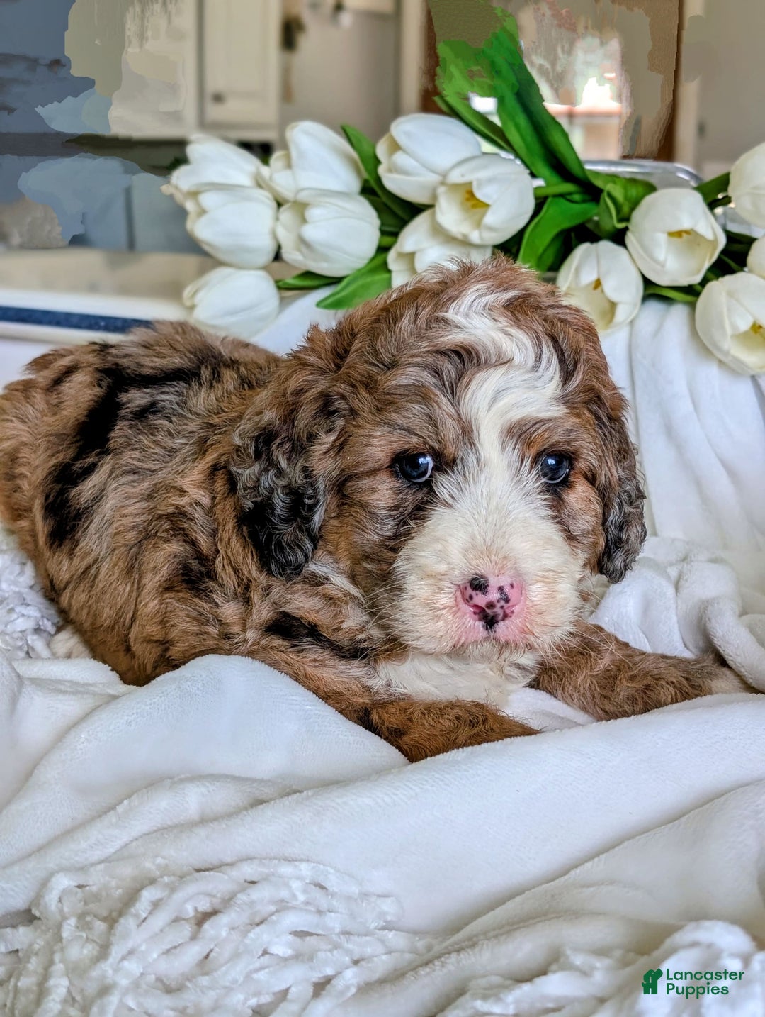 Bernedoodle dogs for sale: Dolly - Image 8