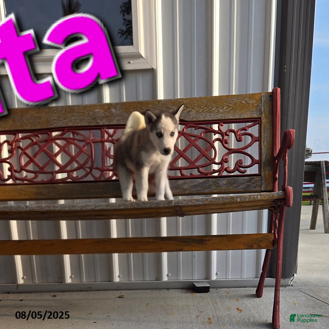 Siberian Husky dogs for sale: Reita - Image 1