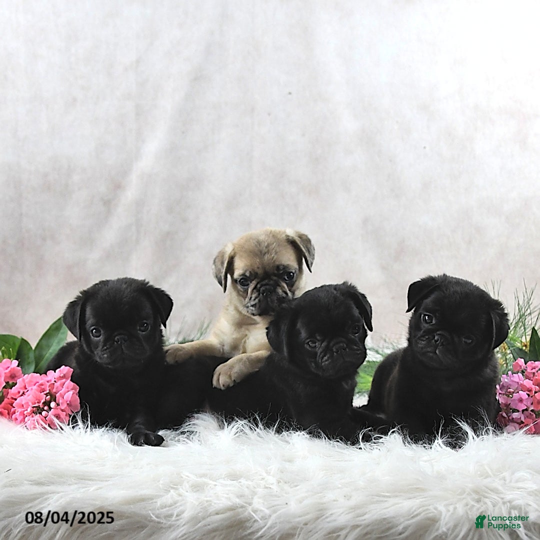 Pug dogs for sale: Santiago - Image 4