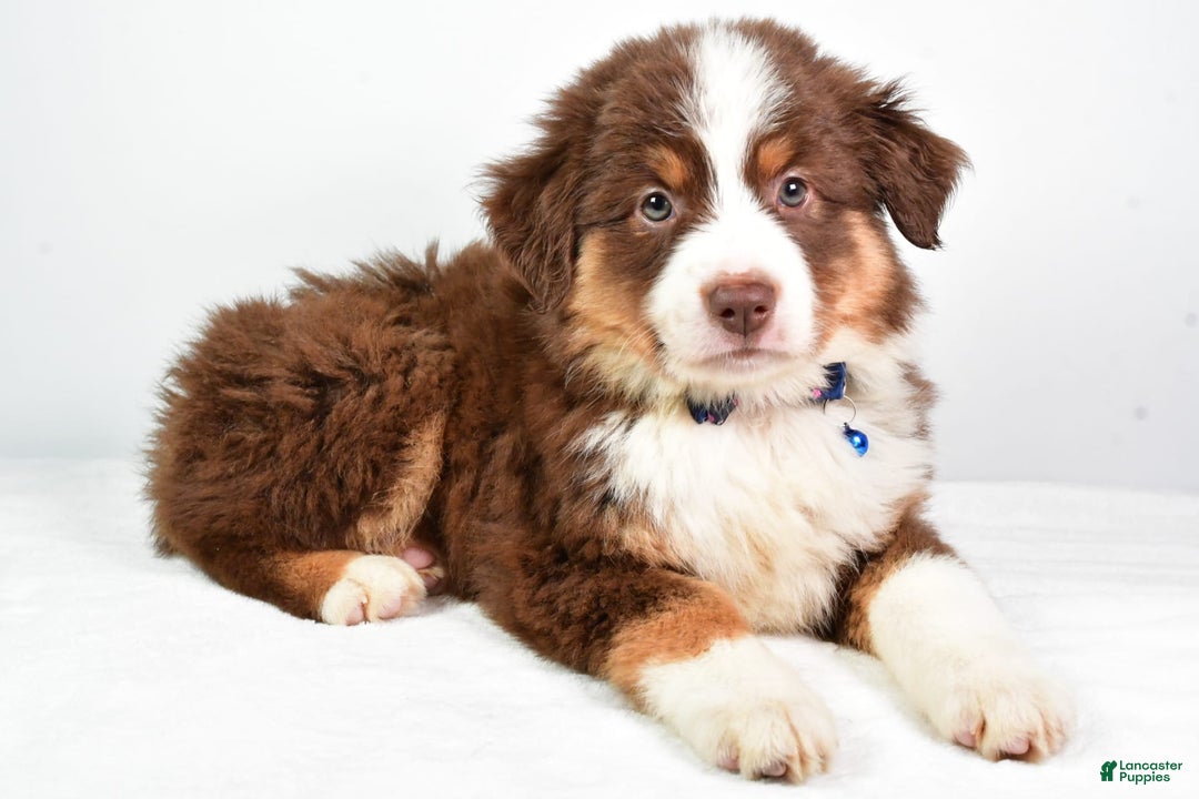 Australian Shepherd dogs for sale: Stormy - Image 7