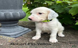 English Setter dogs for sale: Robert - Image 2