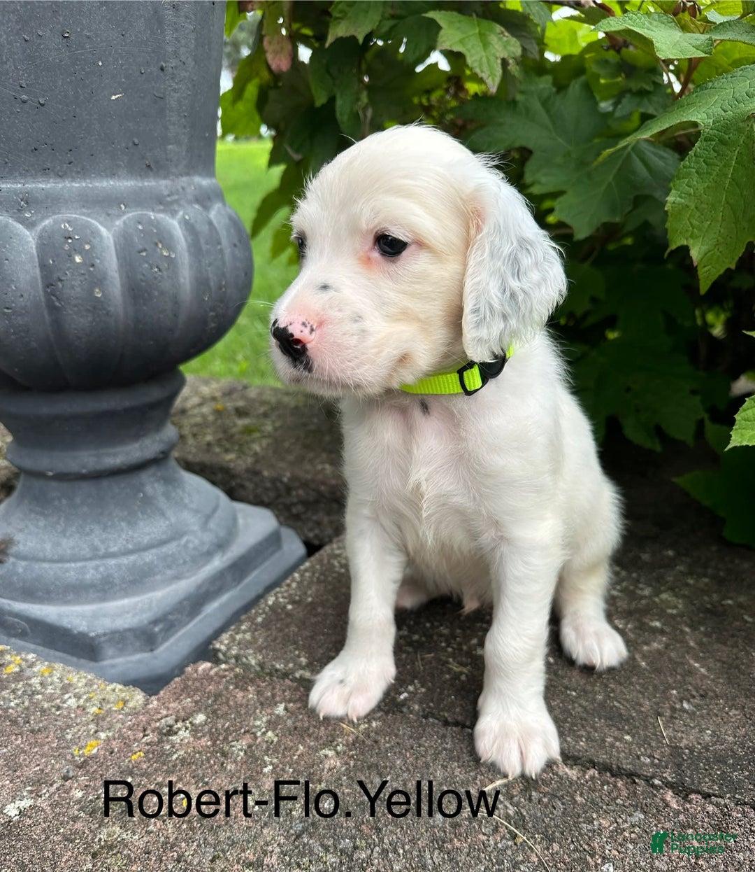 English Setter dogs for sale: Robert - Image 2