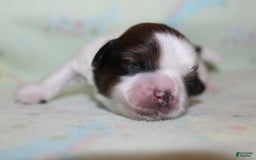 Shih Tzu dogs for sale: Anya Boy 4 - Image 8