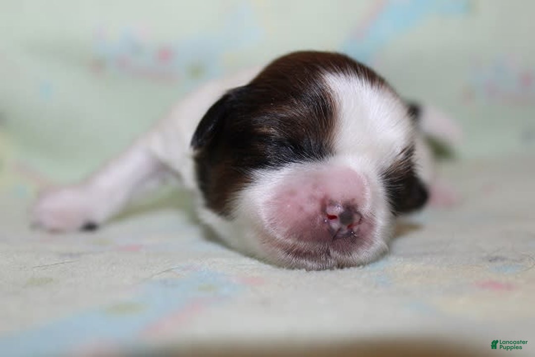 Shih Tzu dogs for sale: Anya Boy 4 - Image 8
