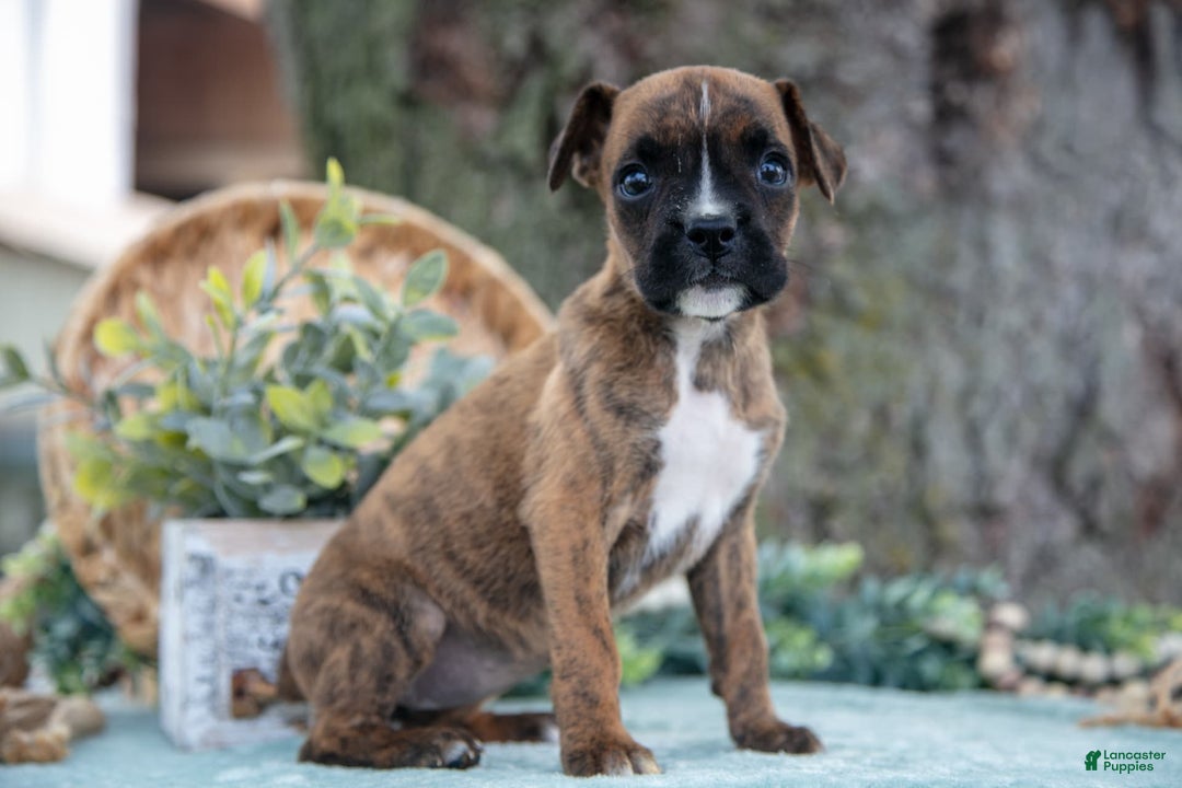Boxer dogs for sale: Frida - Image 1