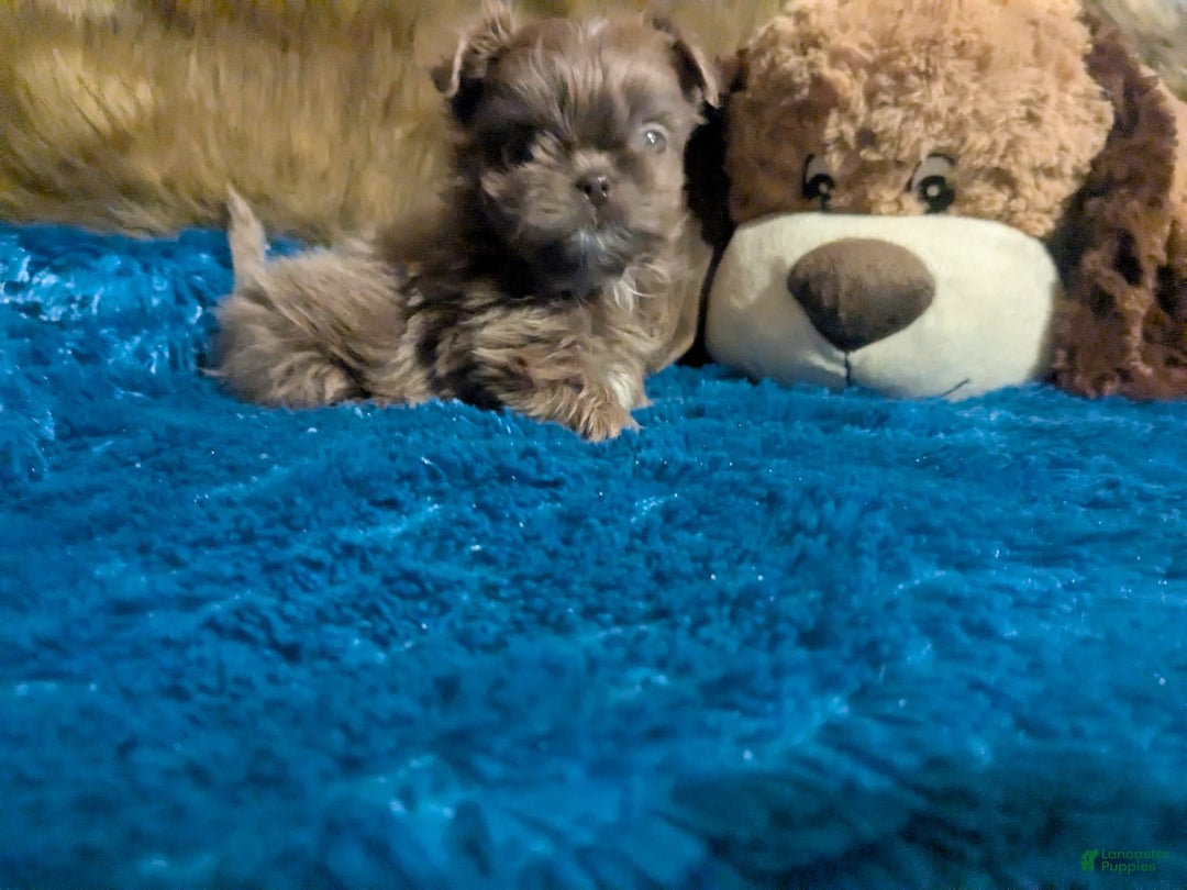 Shih Tzu dogs for sale: Tiny Jasper - Image 8