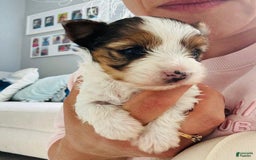Yorkshire Terrier dogs for sale: Beanie - Image 1