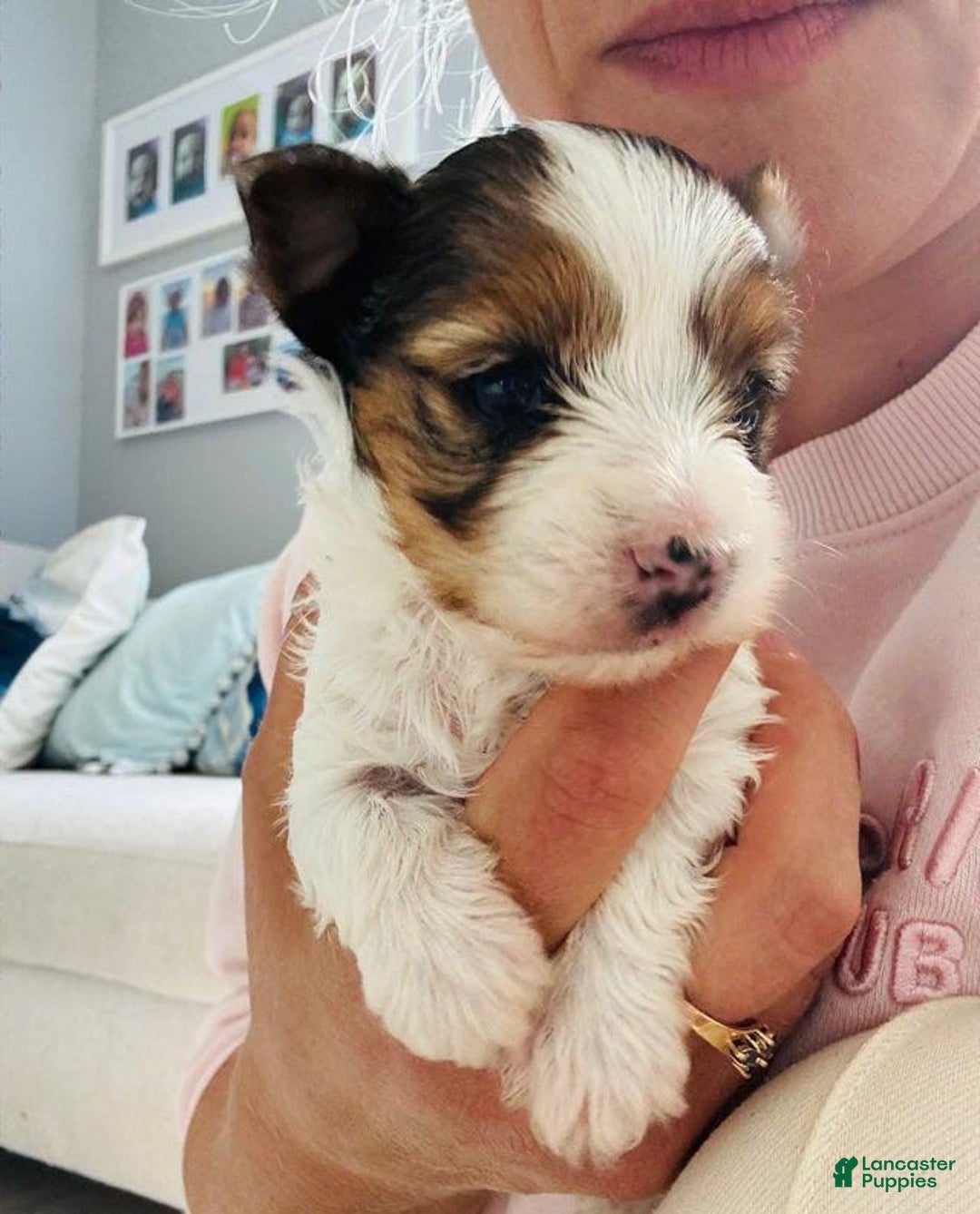 Yorkshire Terrier dogs for sale: Beanie - Image 1