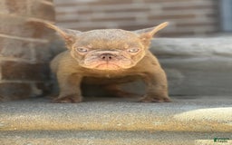 French Bulldog dogs for sale: Crisean boy 3 - Image 4