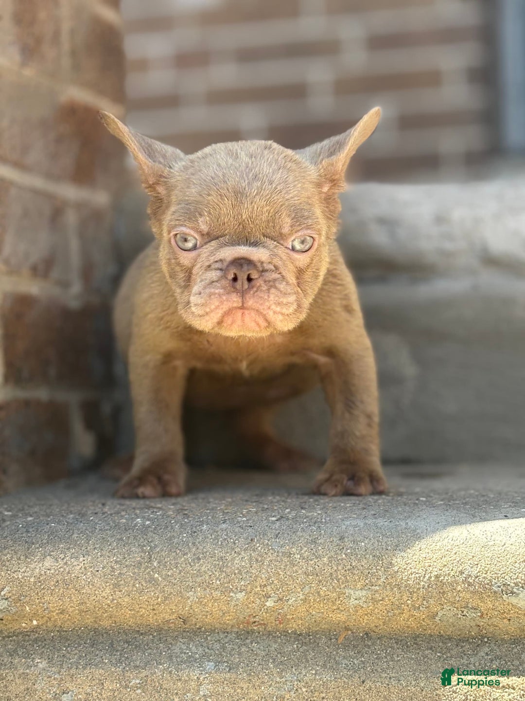 French Bulldog dogs for sale: Crisean boy 3 - Image 4